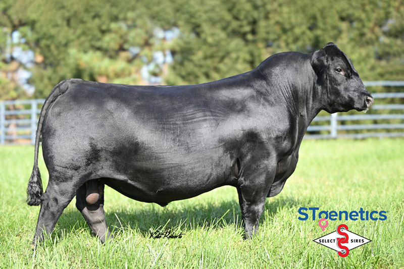 Boyd Bedrock - 20640373