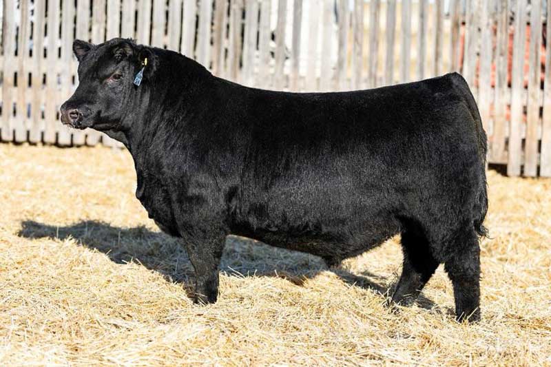 HF Elevation 56N - 21540737