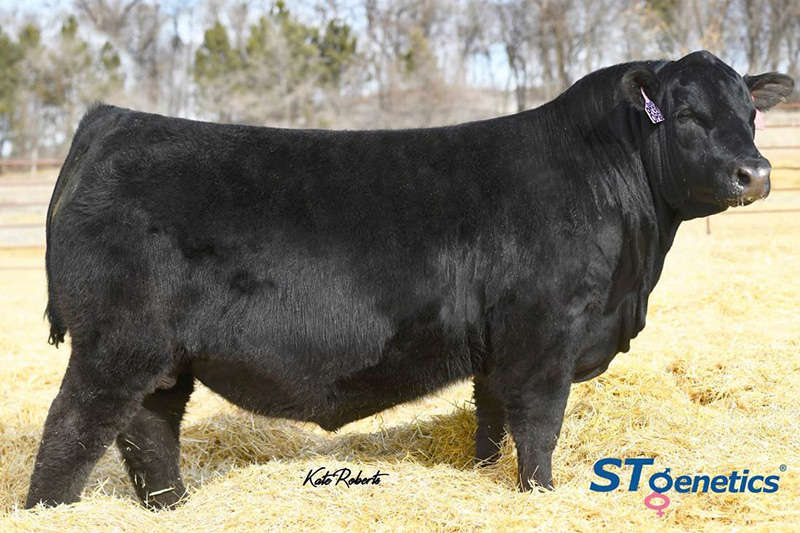 Ellingson Prolific 1290 - 20136857