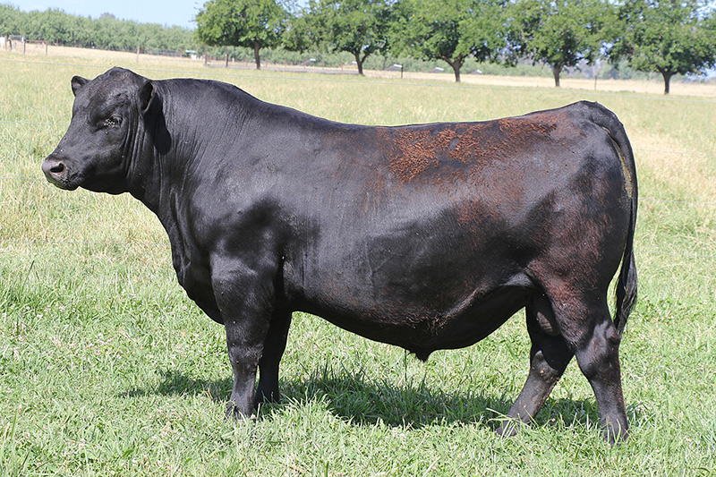 Tehama Authentic N492 - 21159941